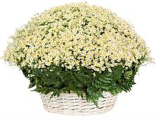 Цветочная композиция из Ромашки в корзине #REPLACE_PRED# Першино